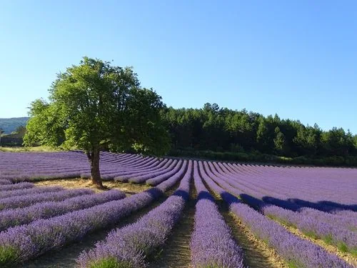 Rangées de lavande en fleurs autour d’un arbre, sous un ciel bleu.